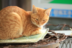 茶トラ猫