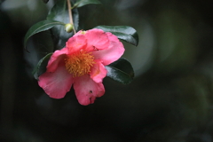 紅一点 紅一点