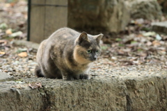 石段の上から