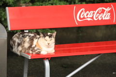 ベンチにて