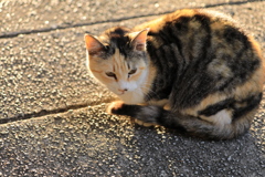 朝日を背に受けて
