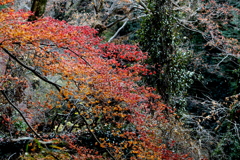 なごり紅葉　５