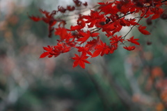 なごり紅葉　３