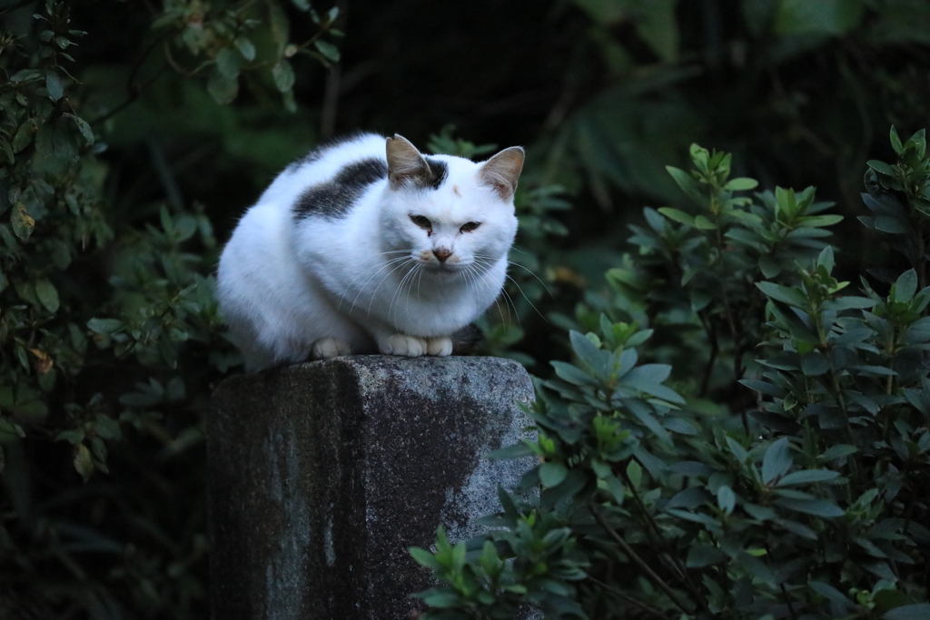石碑の上にて