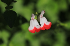 夫婦花 夫婦花