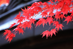 境内の屋根から