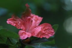 薄紅に映える 薄紅に映える
