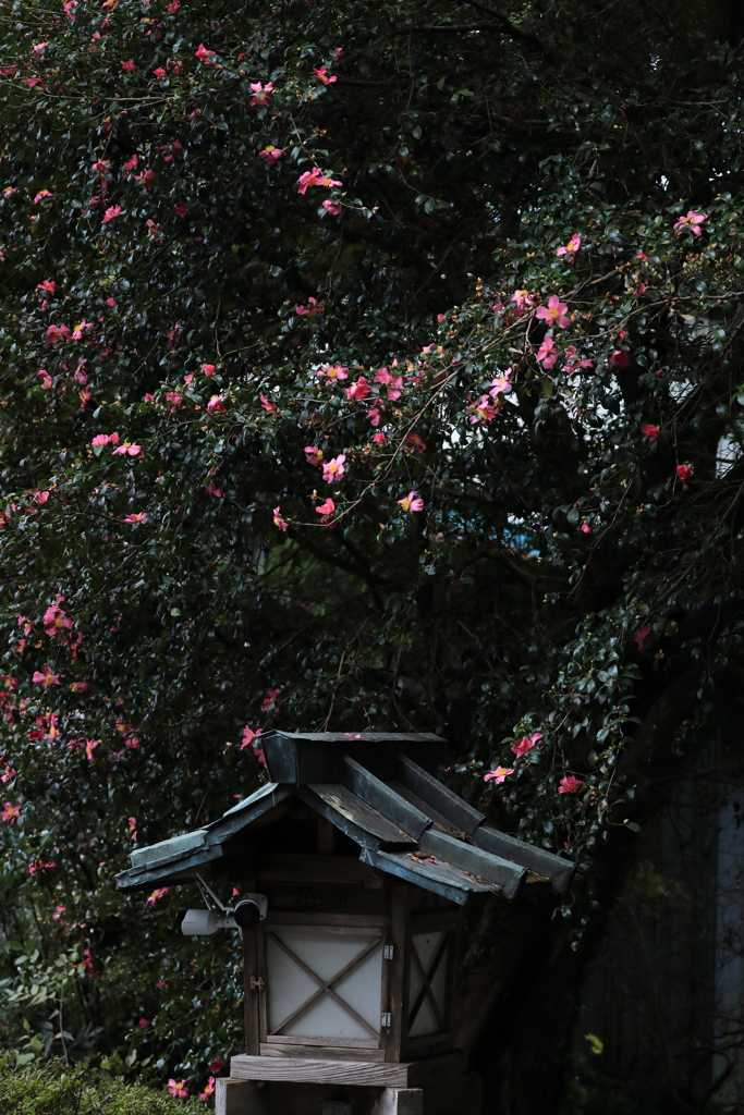 とある神社にて