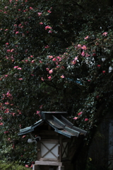 とある神社にて