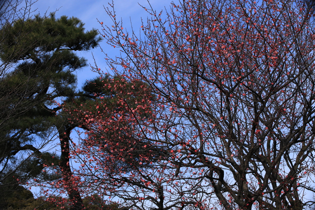 紅に染まる松