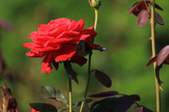 深紅の誘惑