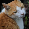 見返り美猫