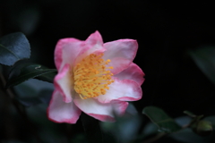 開花 開花