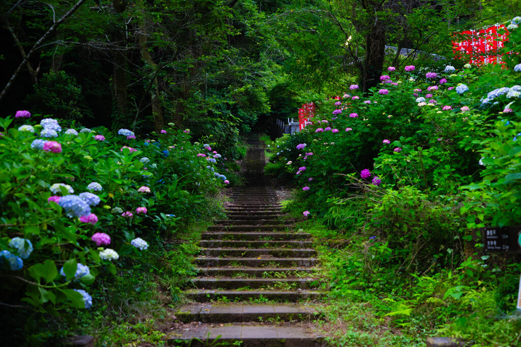 紫陽花の細道
