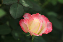 葉陰の中の彩り