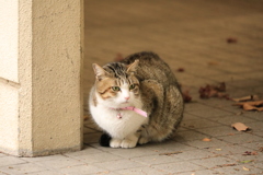 塀の脇にて 塀の脇にて