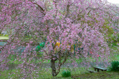 公園の彩り