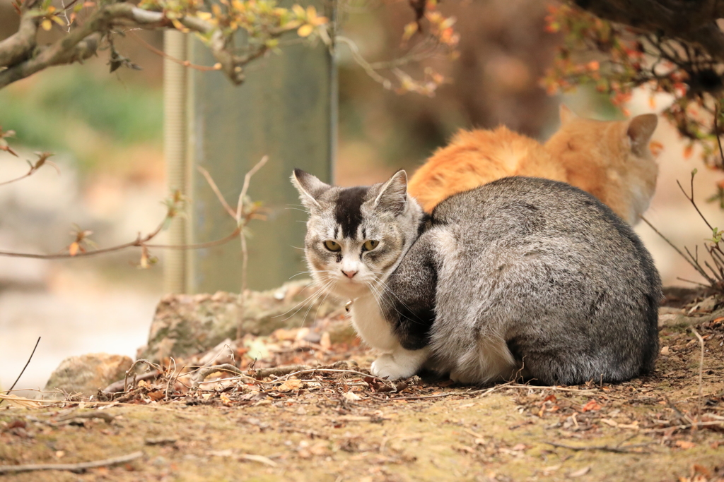 神社の敷地にて