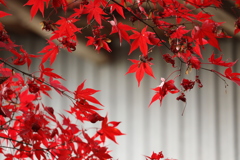 晩秋の紅葉