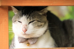 箱入りにゃんこ