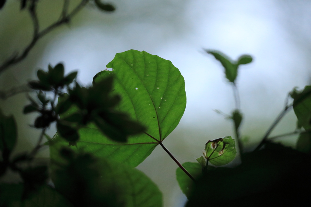 透き通る葉