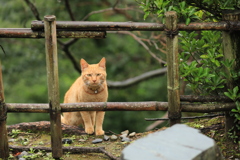竹垣の向こうから