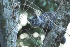 木を登るネコ