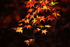 秋の星の煌めき