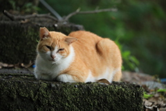 石段の上にて