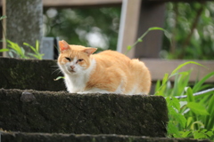 石段の上にて