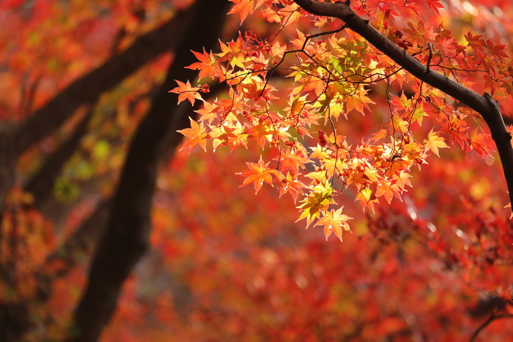 赤に映える紅葉