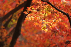 赤に映える紅葉