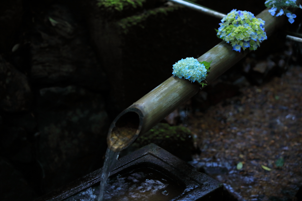 紫陽花おどし