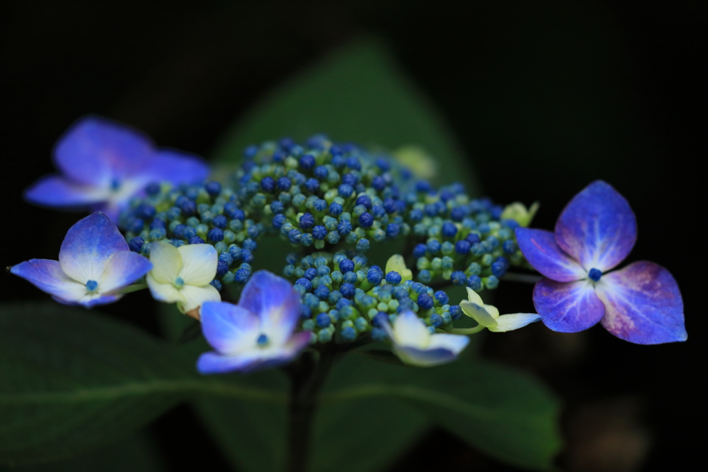 まわる花銀河