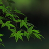 青紅葉の終盤