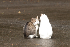 雨上がりのひととき