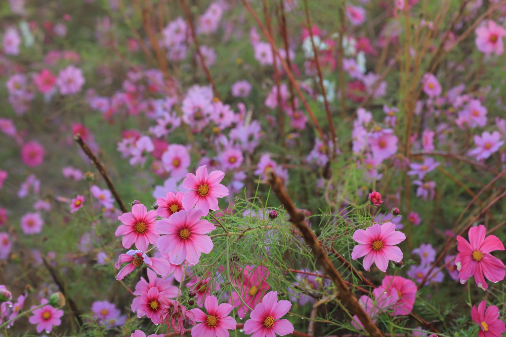 花舞う