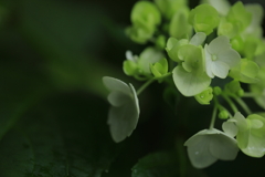 吾子の手