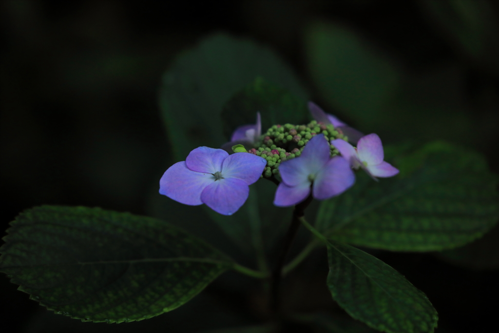 回る花びら