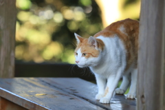 境内から