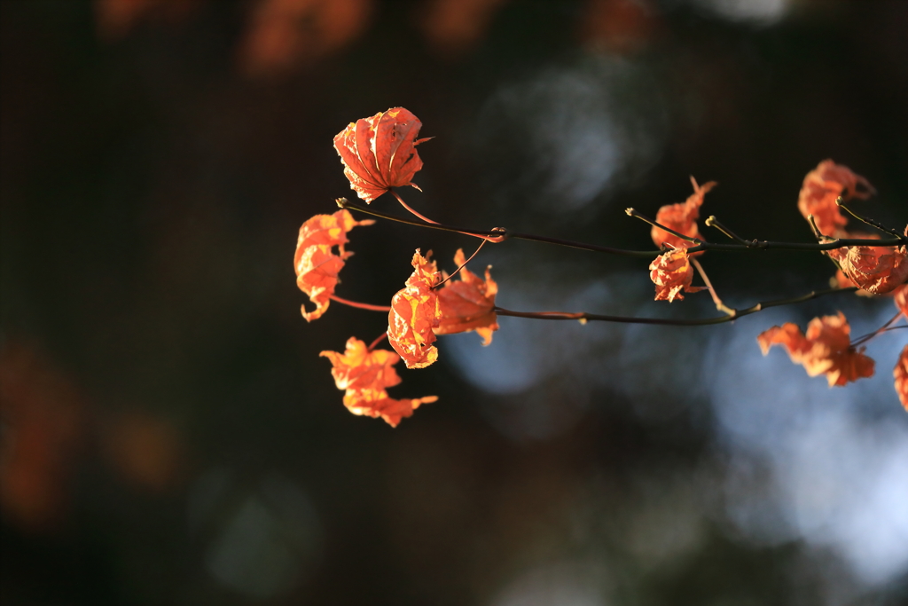 まるで花の如く