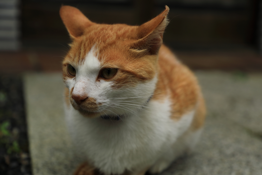 ポートレート　２