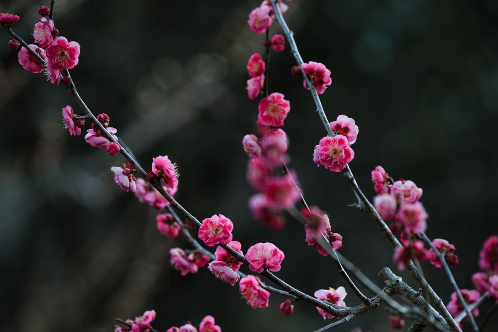 薄紅の香り