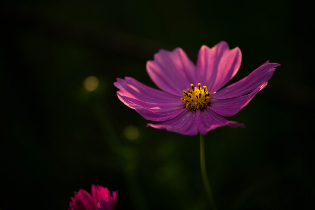 陽射しの花