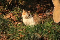 草に埋もれて