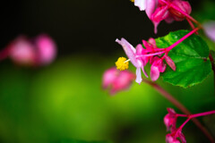 こだま