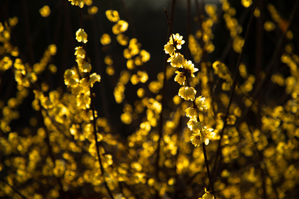 黄色い光の中で