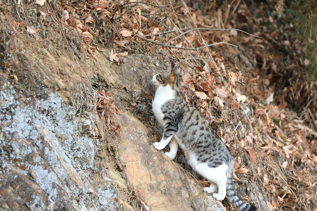 崖を登るネコ