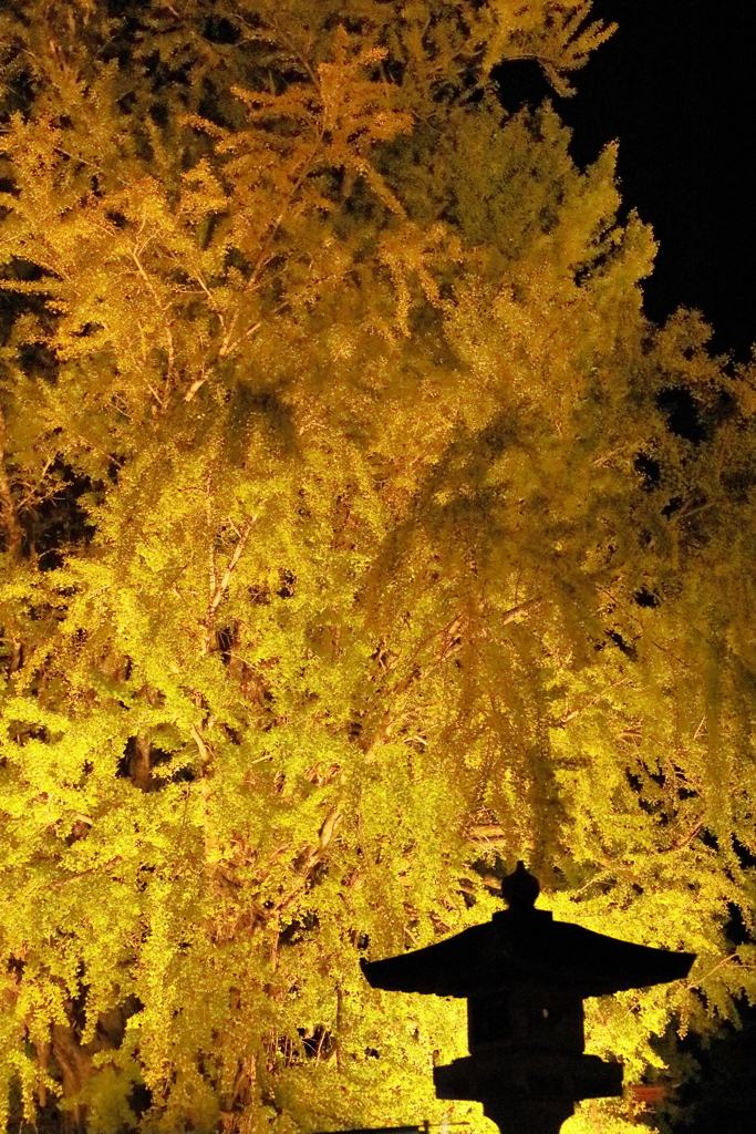 ライトアップに燃える紅葉