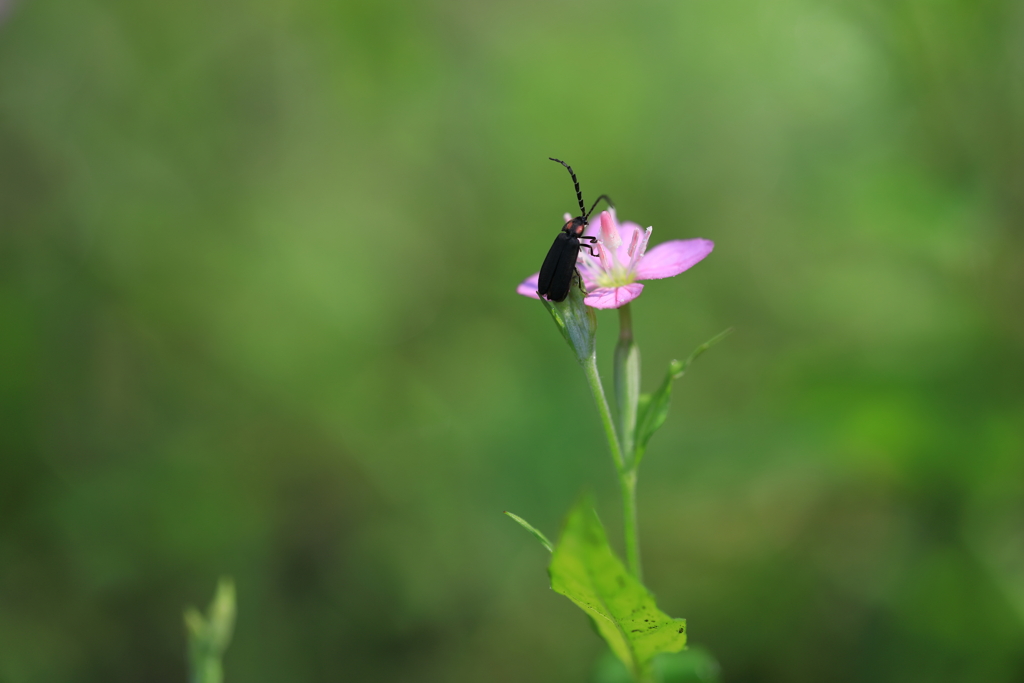 蜜を求めて